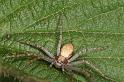 Philodromus_aureolus_D4992_Z_88_Les Gris_Frankrijk